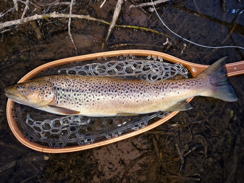 21 inch Upper Tower trout - BG from Exeter